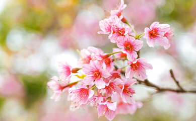 blossom in spring