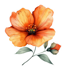 cute watercolor orange flower isolated