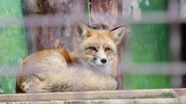 Sleepy fox sits in the zoo