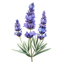 Fototapeta premium cute watercolor lavender flower isolated