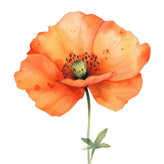 cute watercolor orange flower isolated