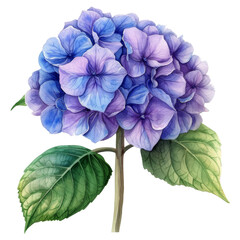 cute watercolor hydrangea flower isolated