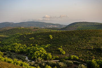 Obraz premium Green fields and forest in Zakynthos, Greece. Sunset pine trees, olive groves and sea view on a greek island.Mediterranean sunset from the Agalas viewpoint.