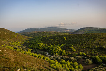 Green fields and forest in Zakynthos, Greece.  Sunset pine trees, olive groves and sea view on a...