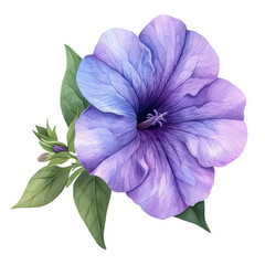 cute watercolor petunia flower isolated