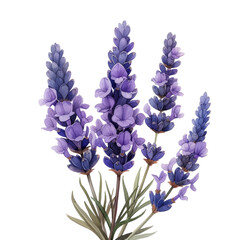 Fototapeta premium cute watercolor lavender flower isolated