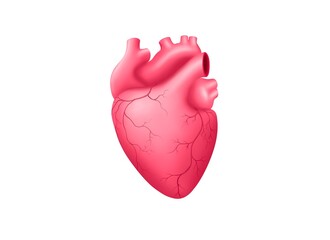 Human heart. The heart with the venous system. Anatomy. illustration