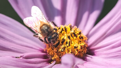 Close up of an European Honey Bee (Apis mellifera) feeding and pollinating a purple cosmos flower. Long Island, New York, USA - Powered by Adobe