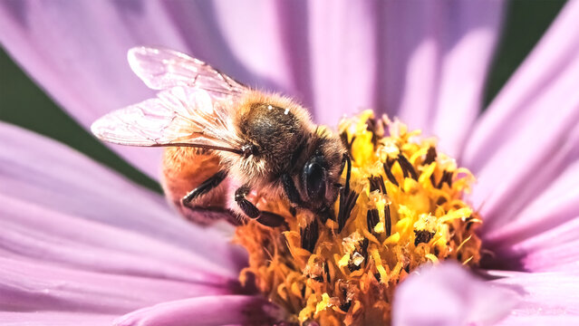 Side view of an European Honey Bee (Apis mellifera) feeding and pollinating a purple cosmos flower. Long Island, New York, USA - Powered by Adobe