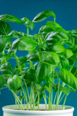 basil fresh green bush aromatic herb tasty fresh healthy eating cooking appetizer meal food snack on the table copy space food background rustic top view
