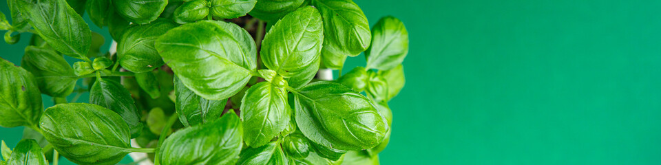 basil fresh green bush aromatic herb tasty fresh healthy eating cooking appetizer meal food snack on the table copy space food background rustic top view - obrazy, fototapety, plakaty