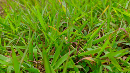 Close up of wild green grass