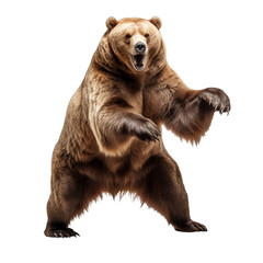 Fototapeta premium Aggressive brown bear in epic pose isolated on transparent and white background. Ideal for use in advertising. Generative ai