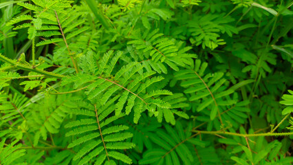 Wild green plant shy princess or Mammoth Mimosa Pudica