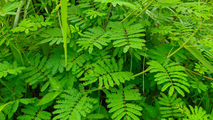 Wild green plant shy princess or Mammoth Mimosa Pudica