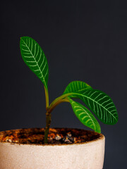 green flower in a pot on a black background, home flowers