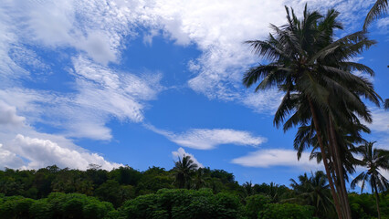 Fototapeta na wymiar View of bright blue sky and coconut trees with empty space