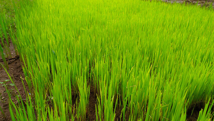 Rice plant seeds that are still young and fresh green