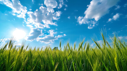 Obraz premium Picturesque Landscape: Lush Wheat Field Against Blue Sky with Fluffy Clouds