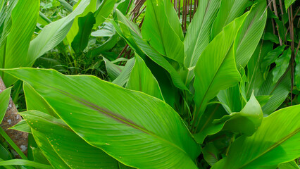 Green turmeric herbal plant or Curcuma longa leaves