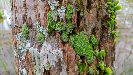 Green moss on coconut tree trunk