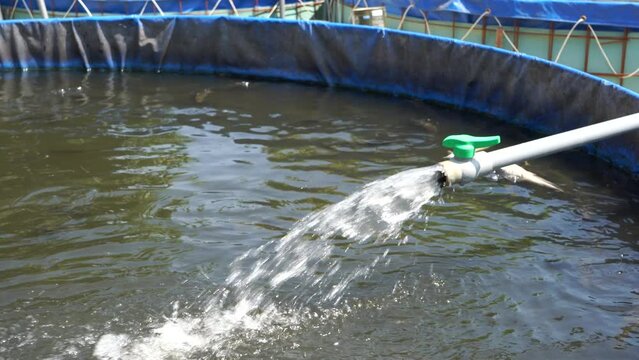Raising and cultivating fish by using fish ponds made of round or circular tarpaulins that can maximize fish production with a narrow and limited production area in Pati, Central Java, Indonesia, Asia