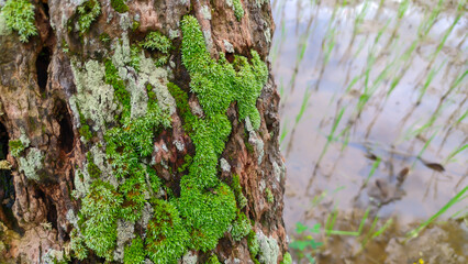 Green moss on coconut tree trunk