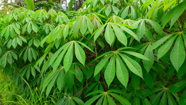 Fresh green cassava leaves for wallpaper background