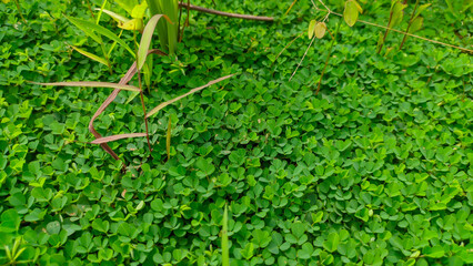 Clover leaf green weed plant or Hydrocotyle sibthorpioides