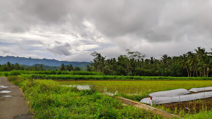Beautiful views of rice fields and mountains in Indonesian nature