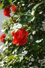 Red roses blooming in a garden