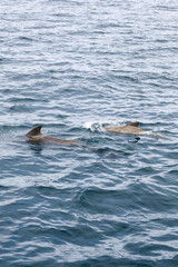 Fototapeta premium A vertical snapshot captures a pilot whale calf alongside its mother, swimming in the pristine waters of the Norwegian Sea