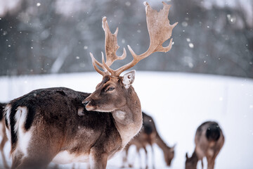 reindeer in the nature of lapland with its herd in the snow 