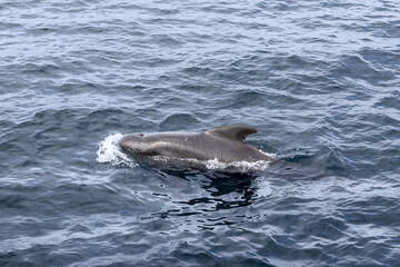 Obraz premium A pilot whale (Globicephala melas) emerges with a splash, its sleek form captured against the textured waters of the Norwegian Sea near Andenes, Norway