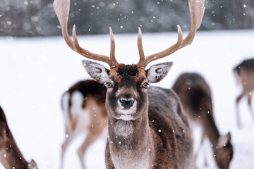 young deer with antlers in close-up in nature looking into the camera in winter landscape 