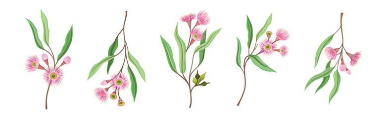 Eucalyptus Floral Branch with Green Leaf and Flower Vector Set