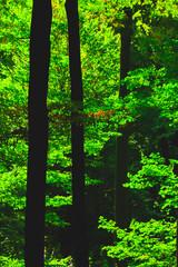 Autumn in the forest, colors of green and yellow leafs and trees