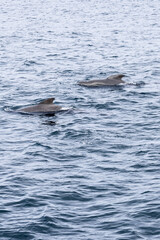 Fototapeta premium In the cool expanse of the Norwegian Sea, a pair of pilot whales (Globicephala melas) swim in unison (Vertical photo)