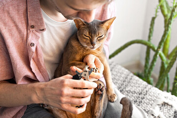 Clipping cat claws. Caucasian white Man in a pink shirt and white t-shirt using scissors, trims his cat's nails at home. Concept pet health care and love for animals. Lifestyle and Pet love - obrazy, fototapety, plakaty