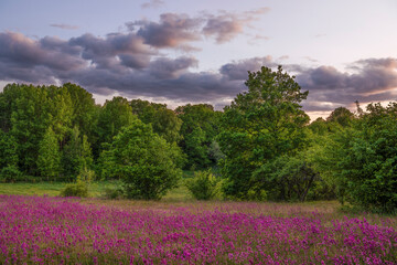 Flower field in Sweden