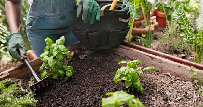 Closeup, garden and person with plants, sustainability and agriculture with food and nature. Person, outdoor and backyard with sand and sprout with growth and flowers with sunshine and countryside
