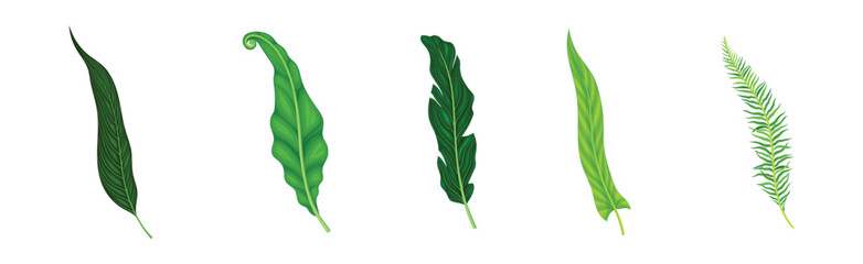 Green Fern or Long Leaf with Stem as Foliage Vector Set