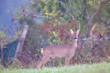 The brown-gray winter fur of the roe deer to merge in with its surroundings in the winter season