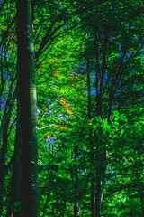 Obraz premium Autumn in the forest, colors of green and yellow leafs and trees