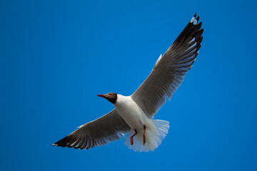 seagull with blu sky background