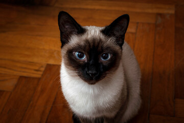 Portrait of siamese cat sitting on a floor, close-up