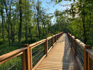 Elevated walkway in a wetland. Wooden bridge in the forest. Boardwalk in a nature park overlooking a marshland.