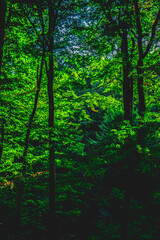 Autumn in the forest, colors of green and yellow leafs and trees