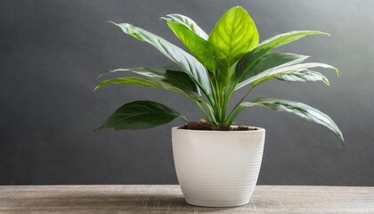modern house plant with white pot on transparent background