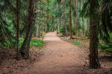 Path through a forest in Sweden
